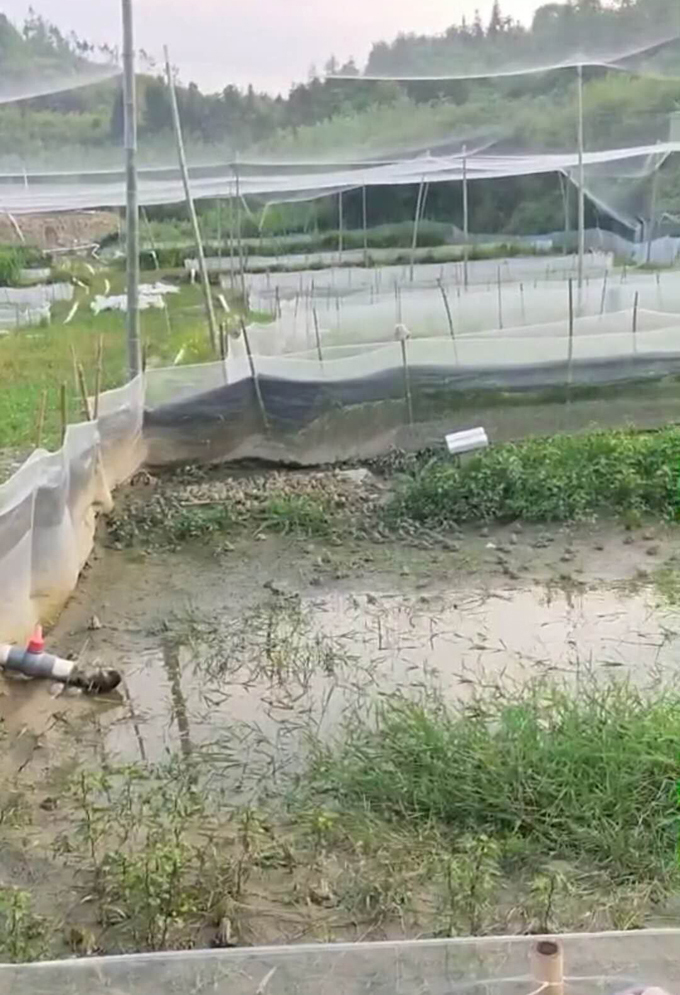 青蛙養(yǎng)殖網(wǎng)實(shí)景